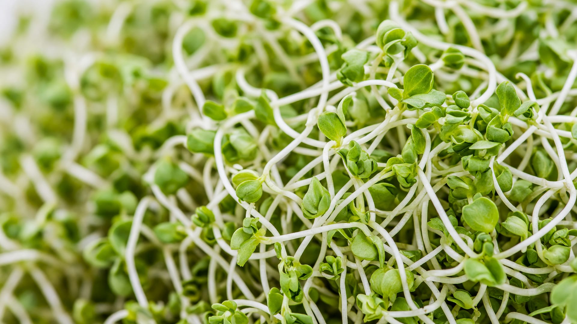 Alfalfa sprouts, a fresh produce item