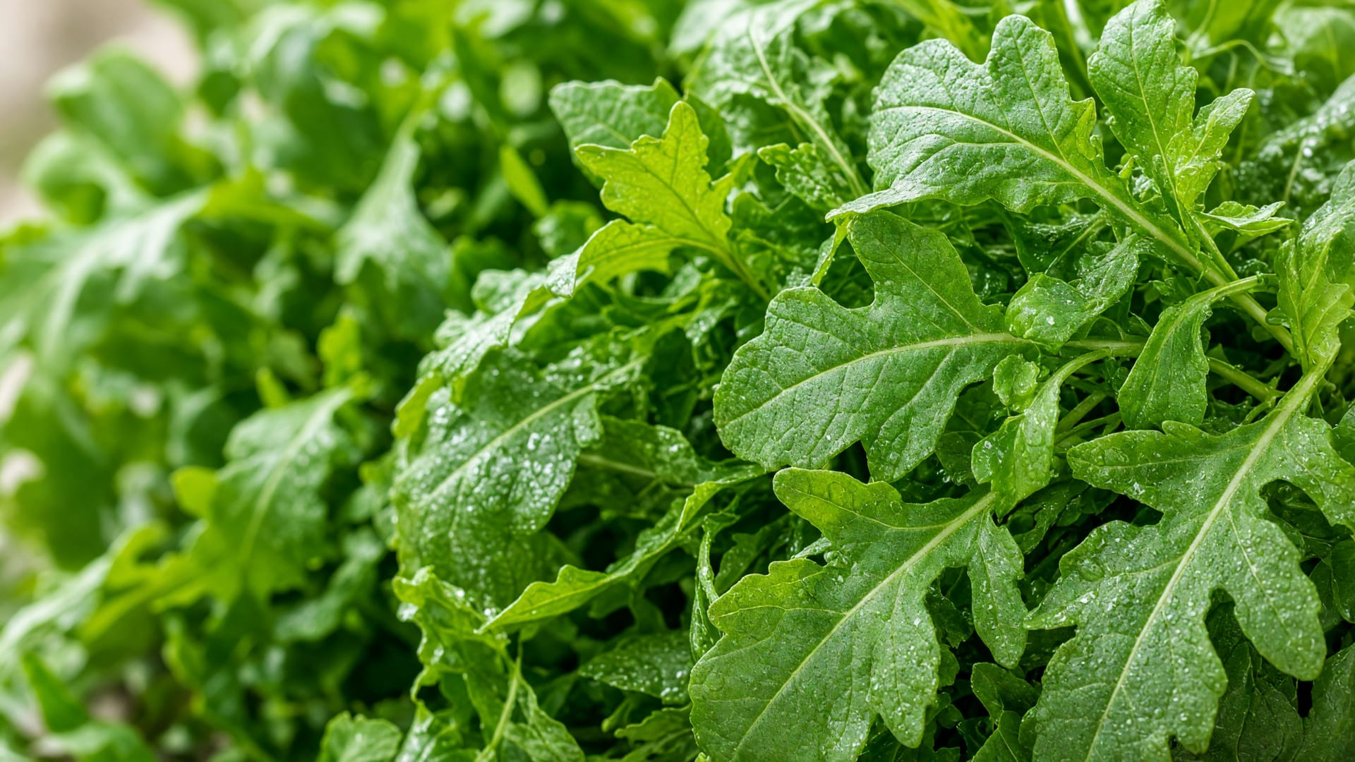 Arugula, a fresh produce item