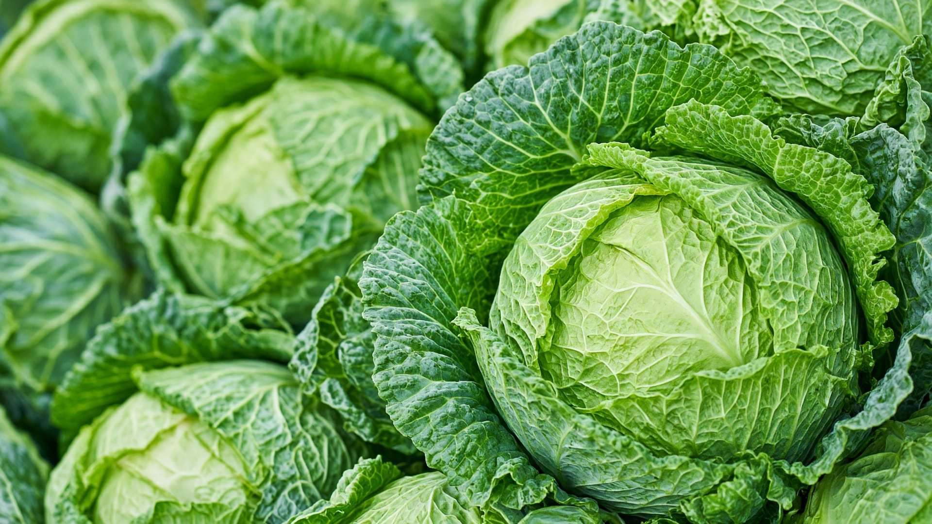 Cabbage, a fresh produce item