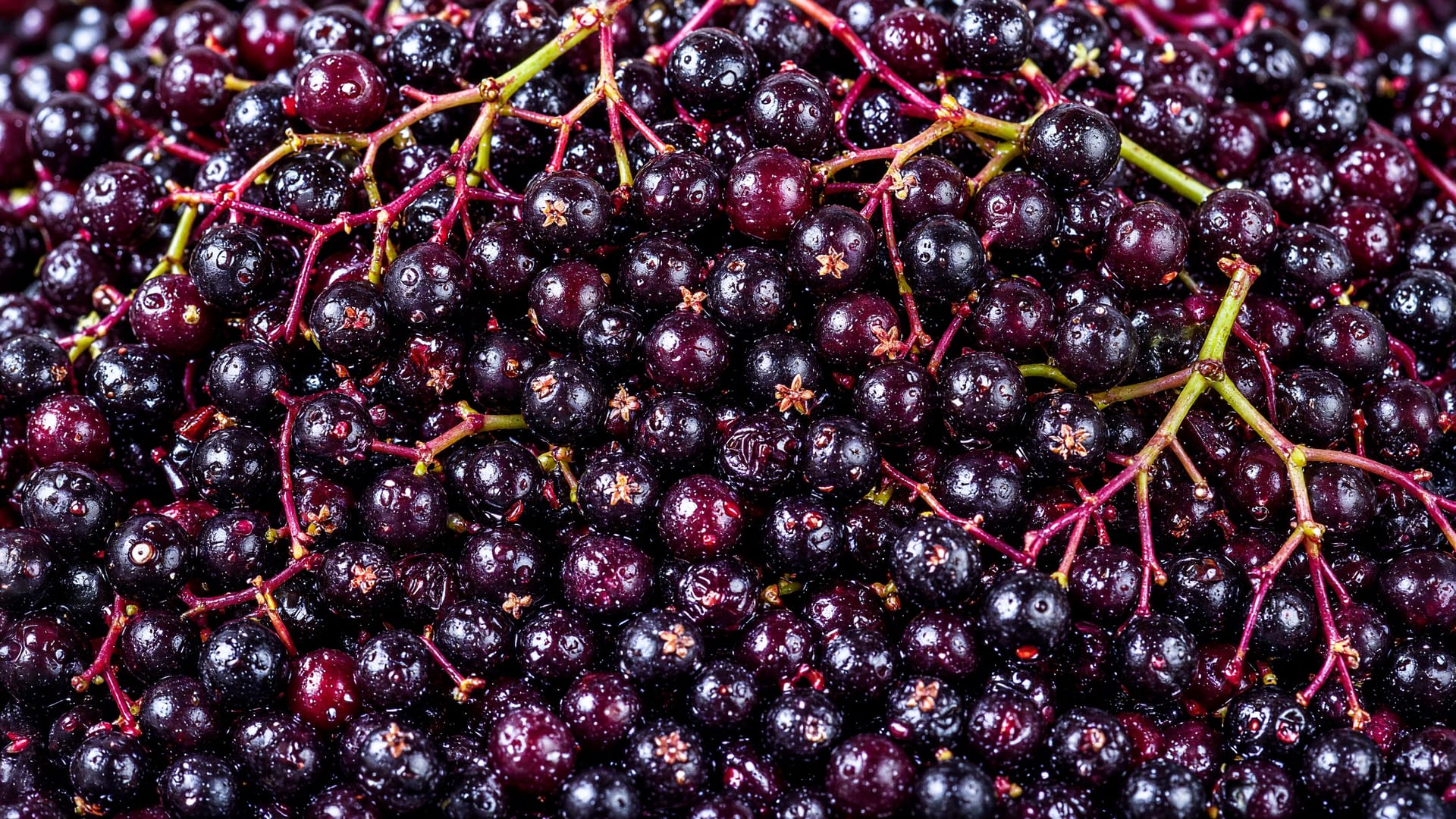 Elderberries, a fresh produce item