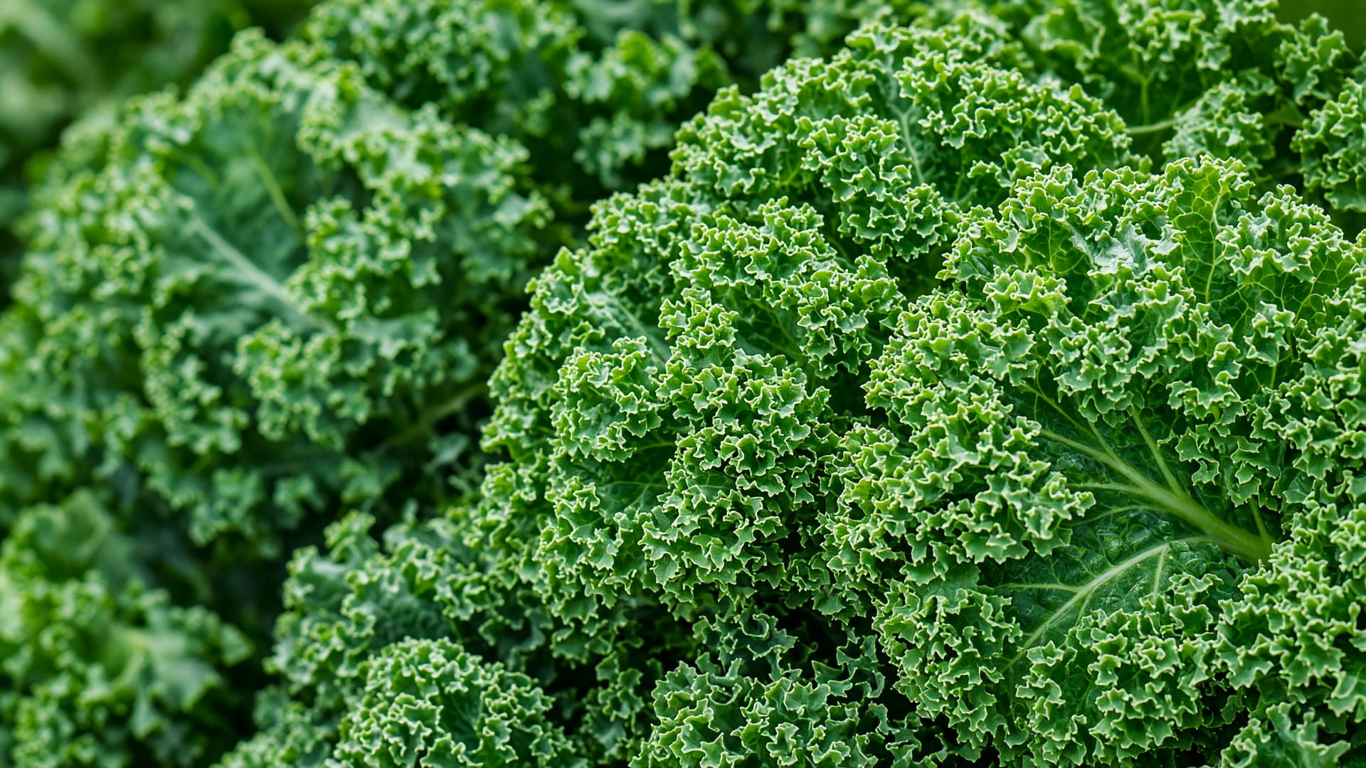 Kale, a fresh produce item