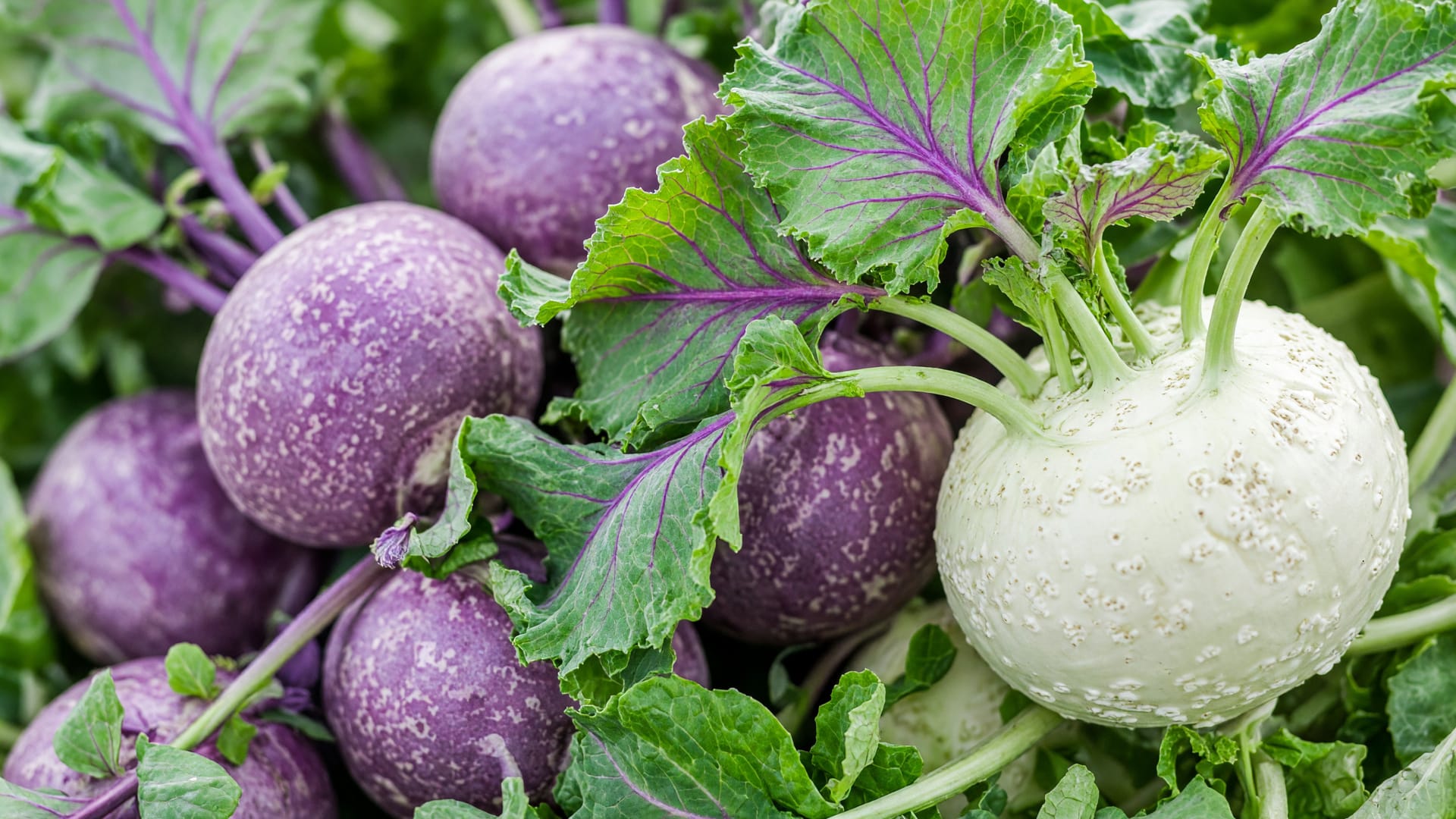 Kohlrabi, a fresh produce item