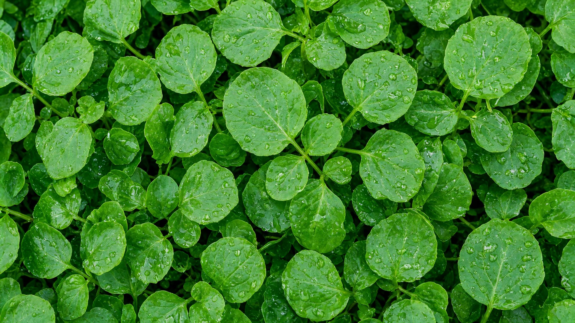 Water cress, a fresh produce item